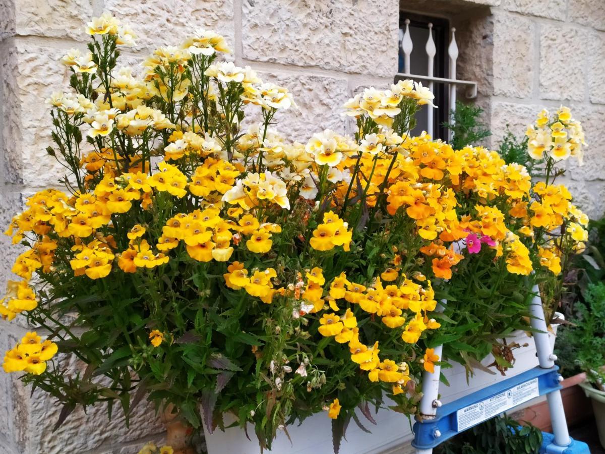 Cozy Garden Apartment เยรูซาเลม ภายนอก รูปภาพ